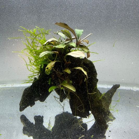 Bucephalandra on Driftwood WYSIWYG