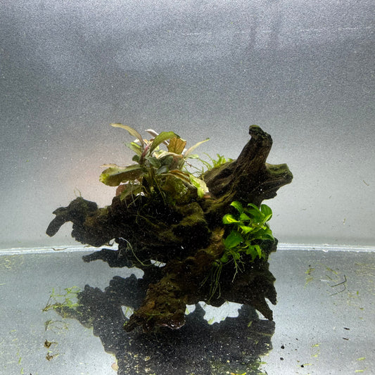 Bucephalandra & Anubias on Driftwood WYSIWYG