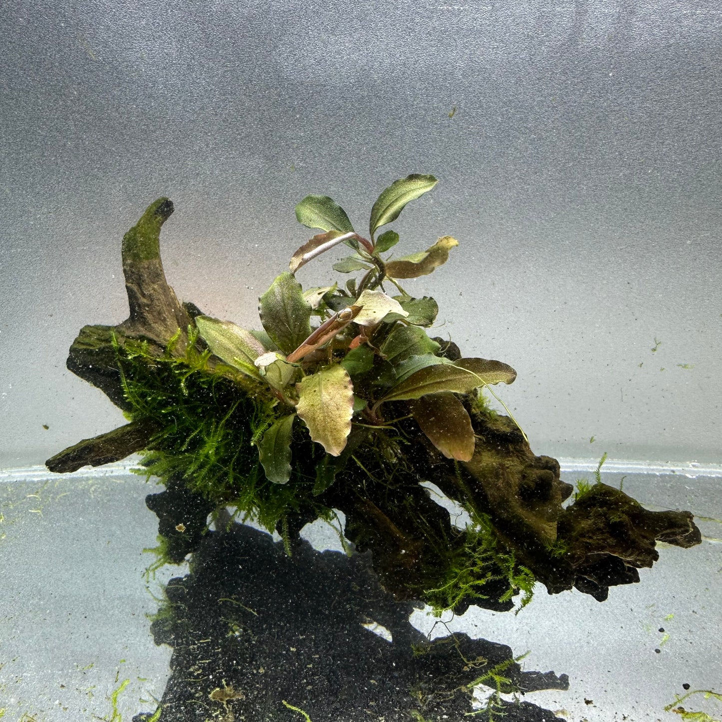 Bucephalandra & Anubias on Driftwood WYSIWYG