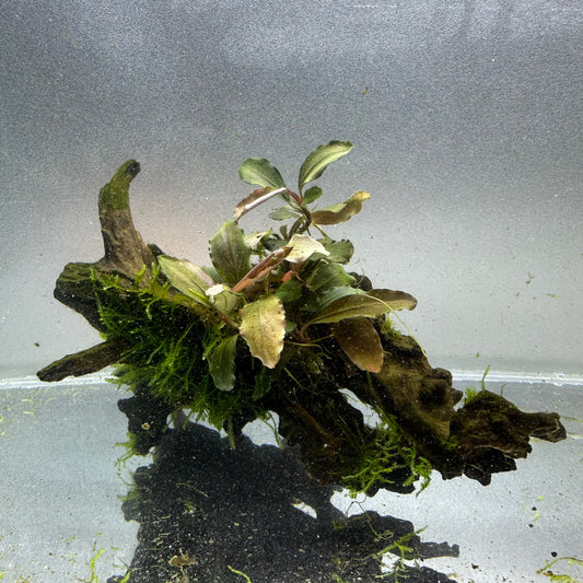 Bucephalandra & Anubias on Driftwood WYSIWYG