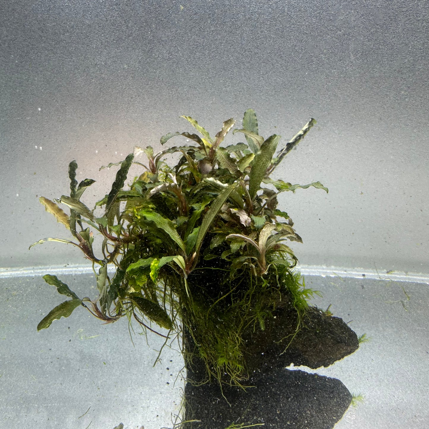 Bucephalandra on Lava Rock WYSIWYG