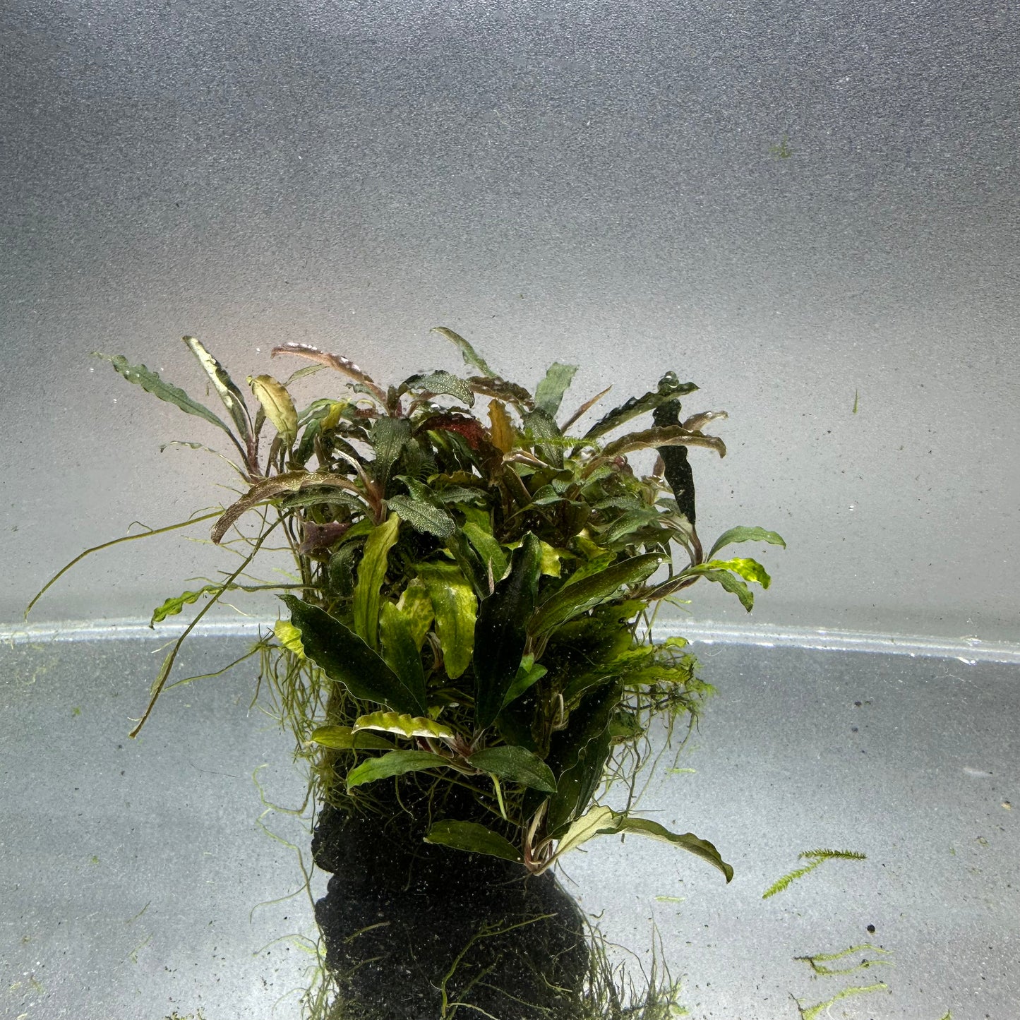 Bucephalandra on Lava Rock WYSIWYG