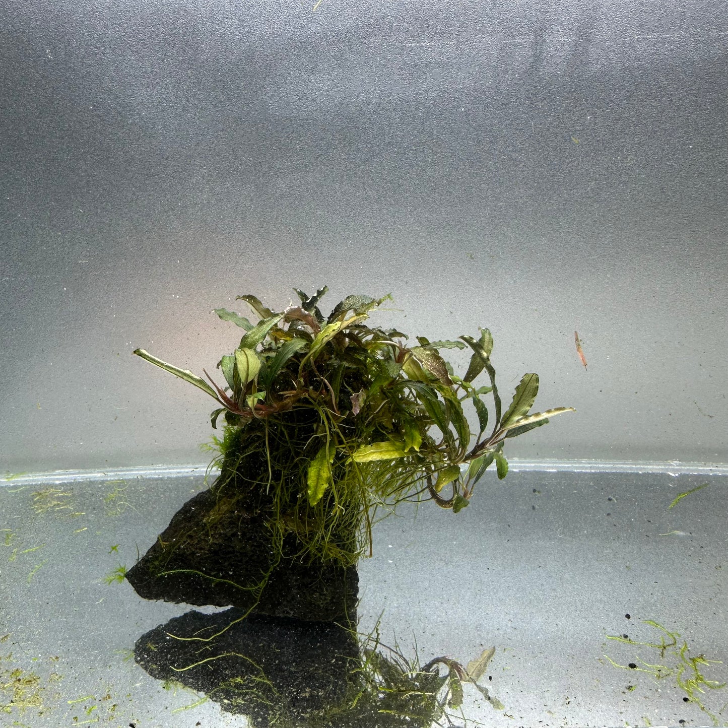 Bucephalandra on Lava Rock WYSIWYG