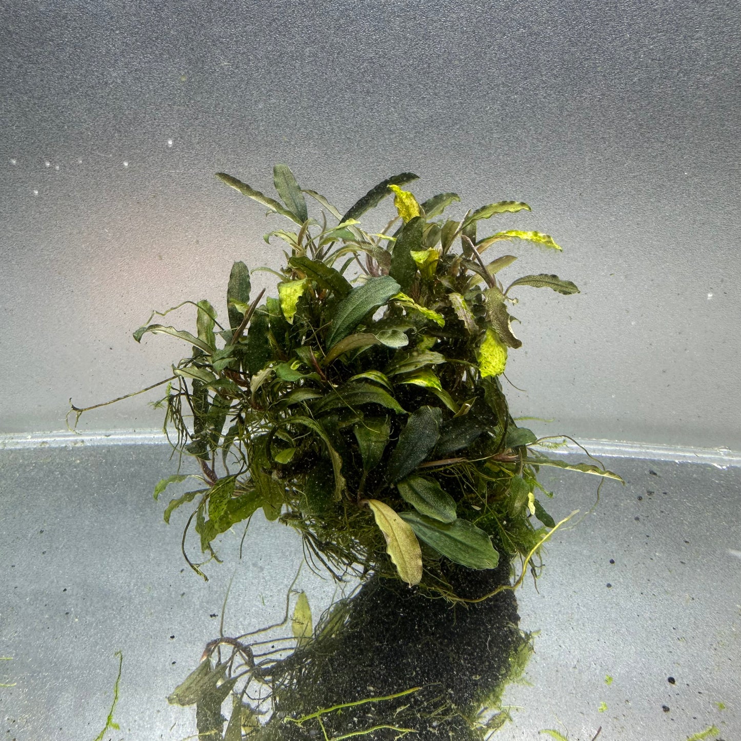 Bucephalandra on Lava Rock WYSIWYG