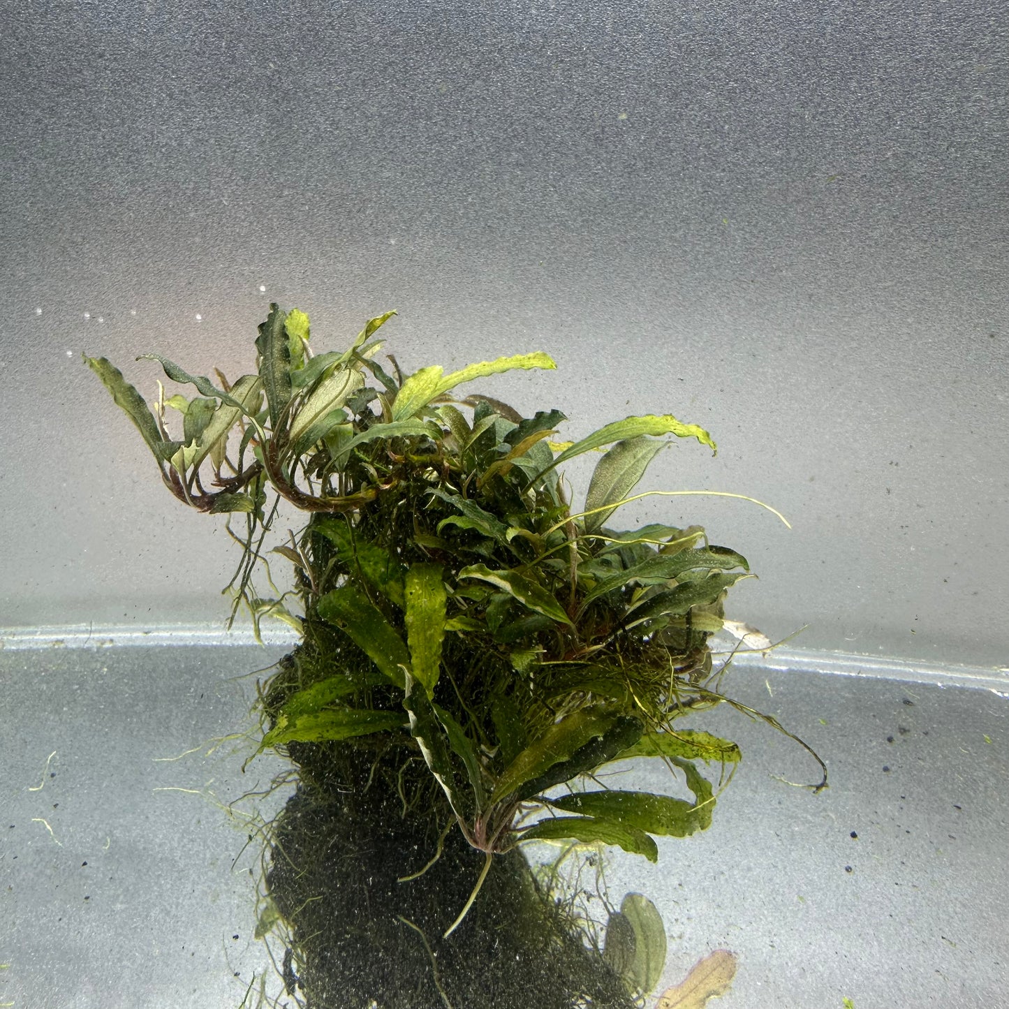 Bucephalandra on Lava Rock WYSIWYG