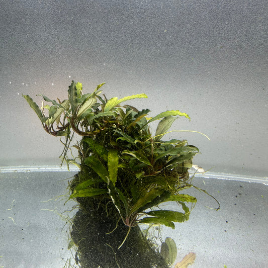 Bucephalandra on Lava Rock WYSIWYG