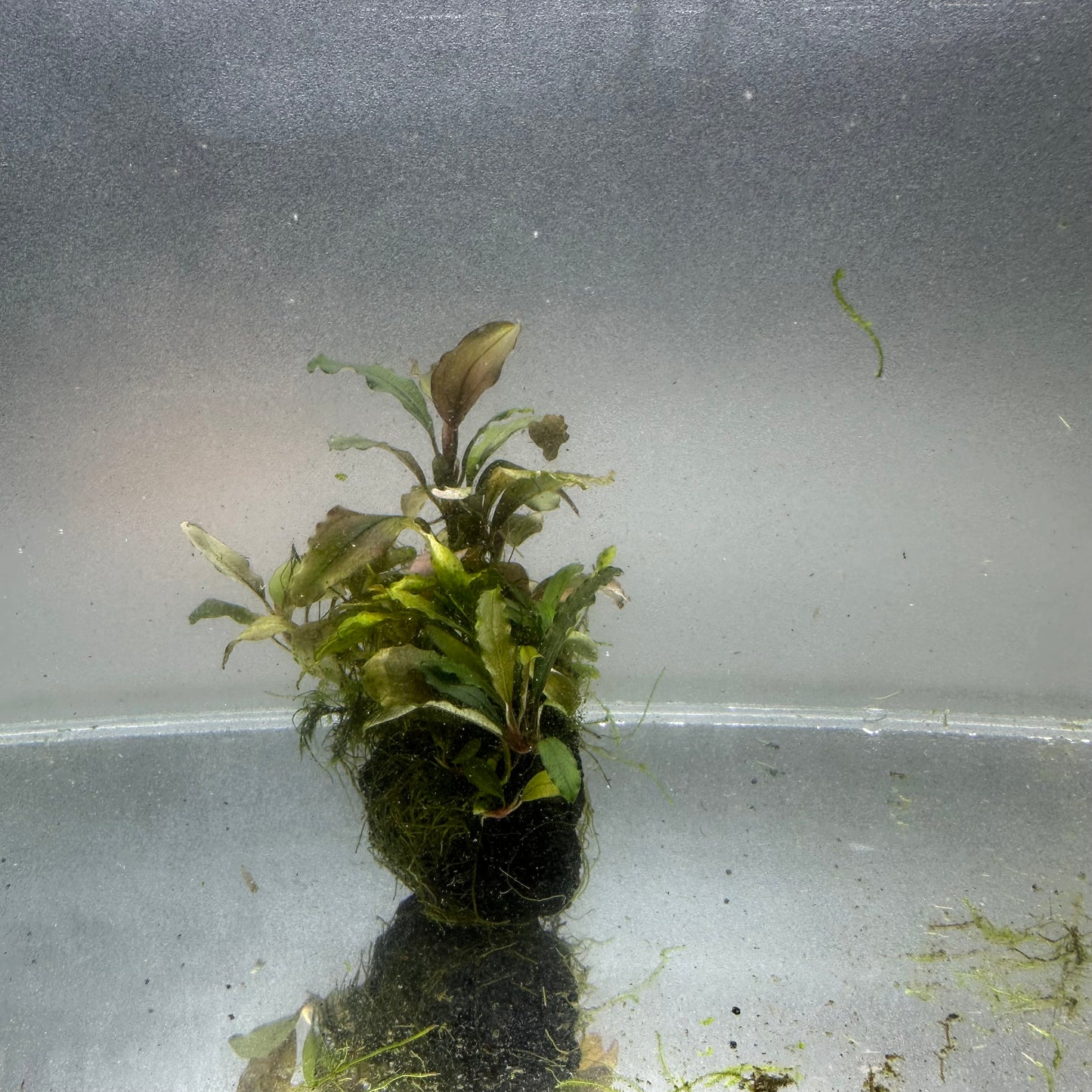 Bucephalandra on Lava Rock WYSIWYG