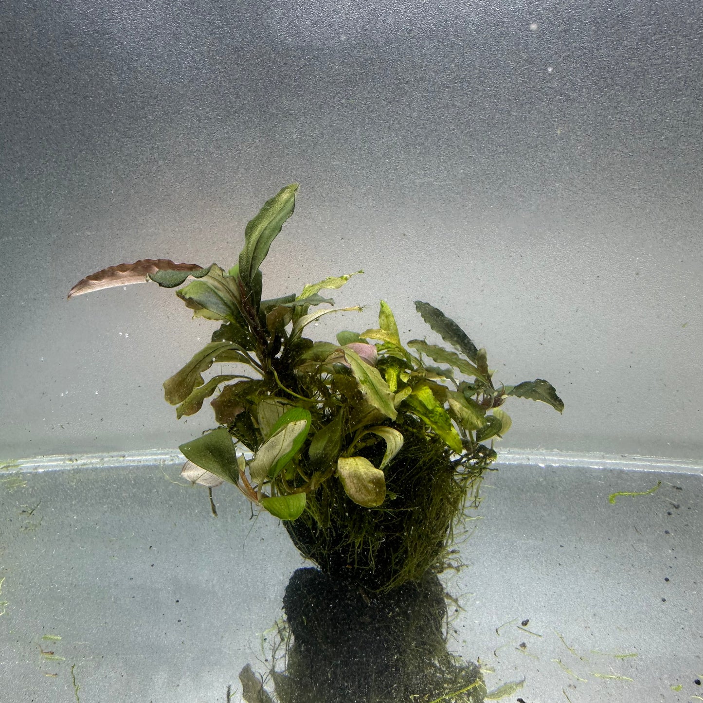 Bucephalandra on Lava Rock WYSIWYG