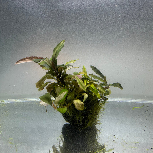 Bucephalandra on Lava Rock WYSIWYG