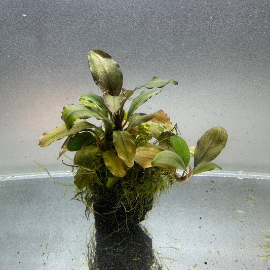 Bucephalandra on Lava Rock WYSIWYG