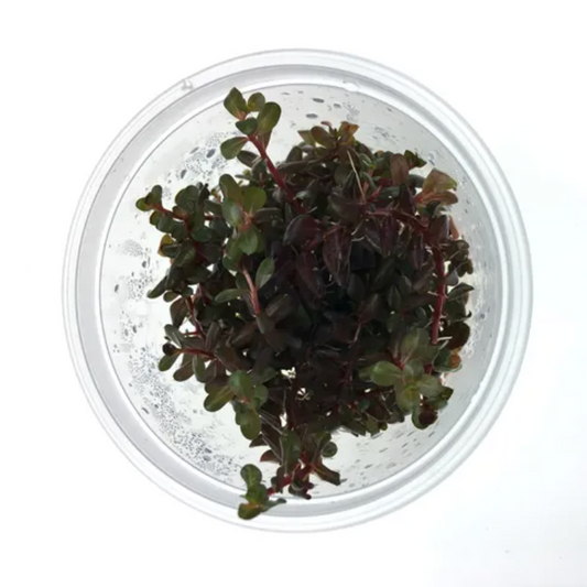 Rotala Rotundifolia - Colorata Tissue Culture