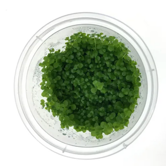 Micranthemum Umbrosum - Monte Carlo Tissue Culture