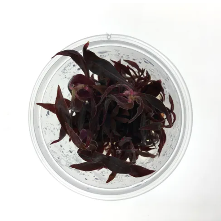 Alternanthera Reineckii Mini Tissue Culture