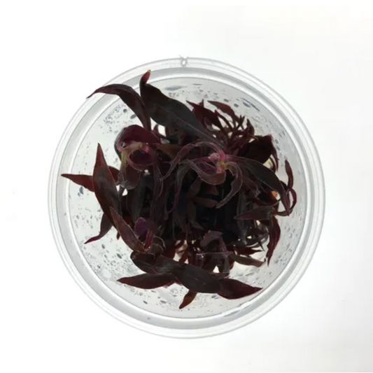 Alternanthera Reineckii Mini Tissue Culture