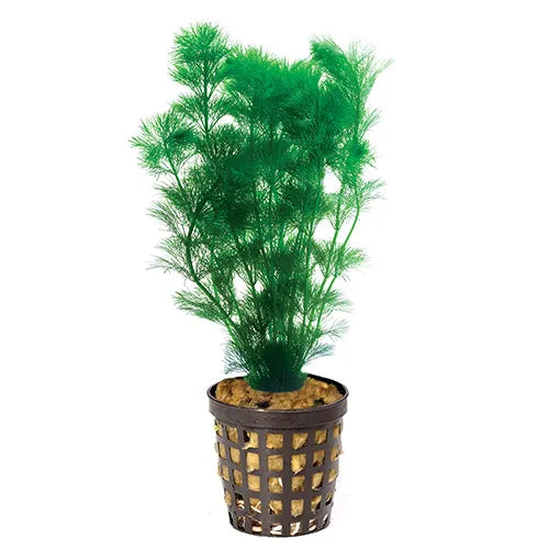 Ambulia in 5cm pot