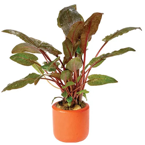 Cryptocoryne Wendtii Tropica in Terracotta