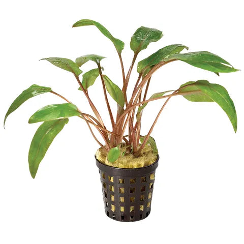 Cryptocoryne in 5cm Pot (Assorted)